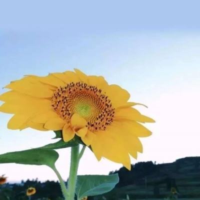 欧盟委员会委员东布罗夫斯基斯表示：我们已得到美方保证，美方打算遵守该贸易协定。